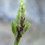 Asplenium seelosii Плод