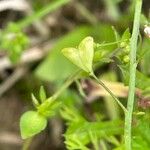 Capsella rubella Fruit