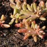 Sedum rubens Hoja