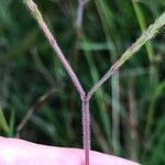 Dichanthium aristatum Flors