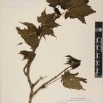 Acer caudatum Други