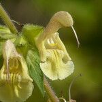 Salvia nubicola Çiçek