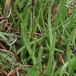 Plantago crassifolia Hoja