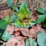 Elephantopus mollis Fruit