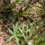 Polygonatum verticillatum List