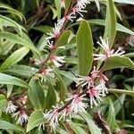 Sarcococca hookeriana Staniste