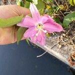Passiflora tripartita Fleur
