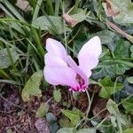 Cyclamen hederifolium花