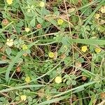 Trifolium campestre Habit