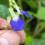 Rhynchoglossum obliquum Flower