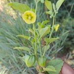 Physalis viscosa Blüte