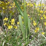 Senecio doronicum Leaf