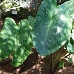 Colocasia gigantea Leaf