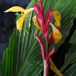 Cautleya spicata Hábito