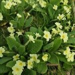 Primula vulgarisKwiat