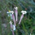 Silene italica Kukka