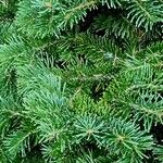 Abies lasiocarpa Φύλλο