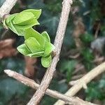 Syringa persica Foglia