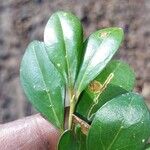 Psydrax odoratus Leaf
