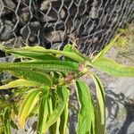 Boehmeria penduliflora Leaf