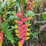 Heliconia rostrataBlüte