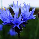 Centaurea cyanus Квітка