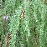 Taxodium distichum Blatt