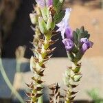 Lavandula pinnata Flower