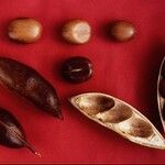 Castanospermum australe Плод