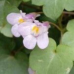 Cymbalaria muralis Floare