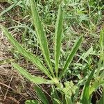 Cyphostemma serpens Leaf