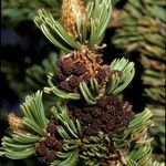 Pinus aristata फल