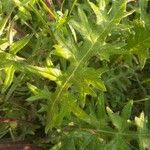 Cirsium tuberosum Blatt