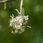 Pyrus salicifolia Çiçek