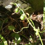 Cayaponia americana Fruit