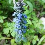 Ajuga reptans Blüte