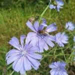 Cichorium intybusFlower