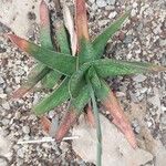 Gasteria croucheri Hoja