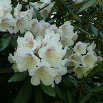 Rhododendron formosanum Blüte