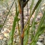 Conospermum longifolium Corteza