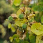 Euphorbia esula Fruit