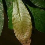 Quiina guianensis Liść