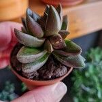 Crassula capitella पत्ता