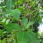 Terminalia catappa Blad