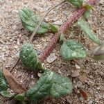 Helianthemum salicifolium Likasa