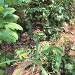 Cyperus laxus Çiçek