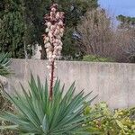 Yucca gloriosa Хабит