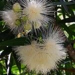 Syzygium jambos Blomma
