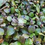 Lophomyrtus bullata Frunză