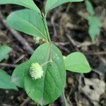 Euonymus americanus 葉